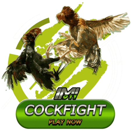 cockfight IMIWIN